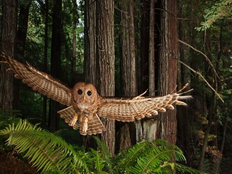 Owl in Flight — Brown, Natural, Night, Photograph