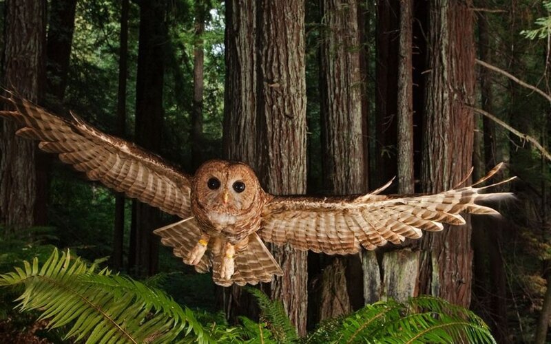 Owl in Flight — Brown, Natural, Night