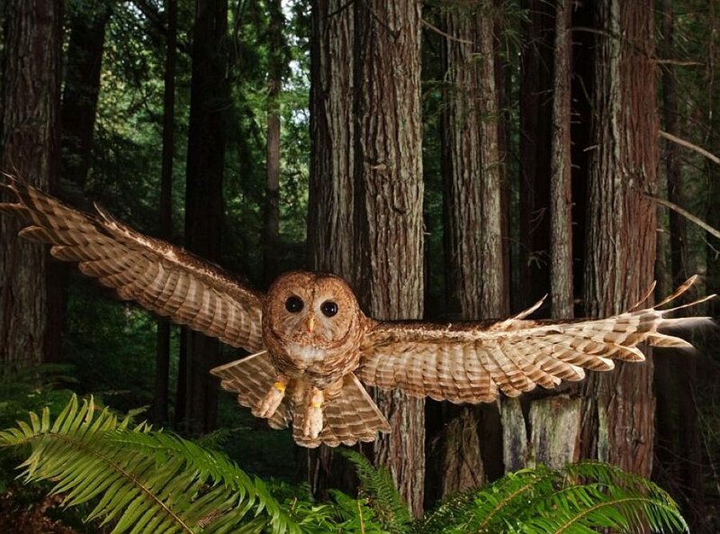 Owl in Flight — Brown, Natural