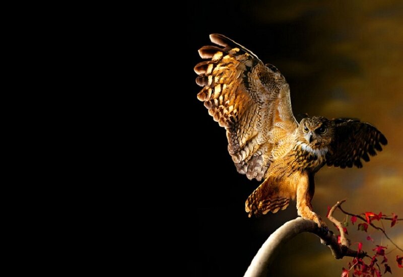 Owl in Flight — Brown