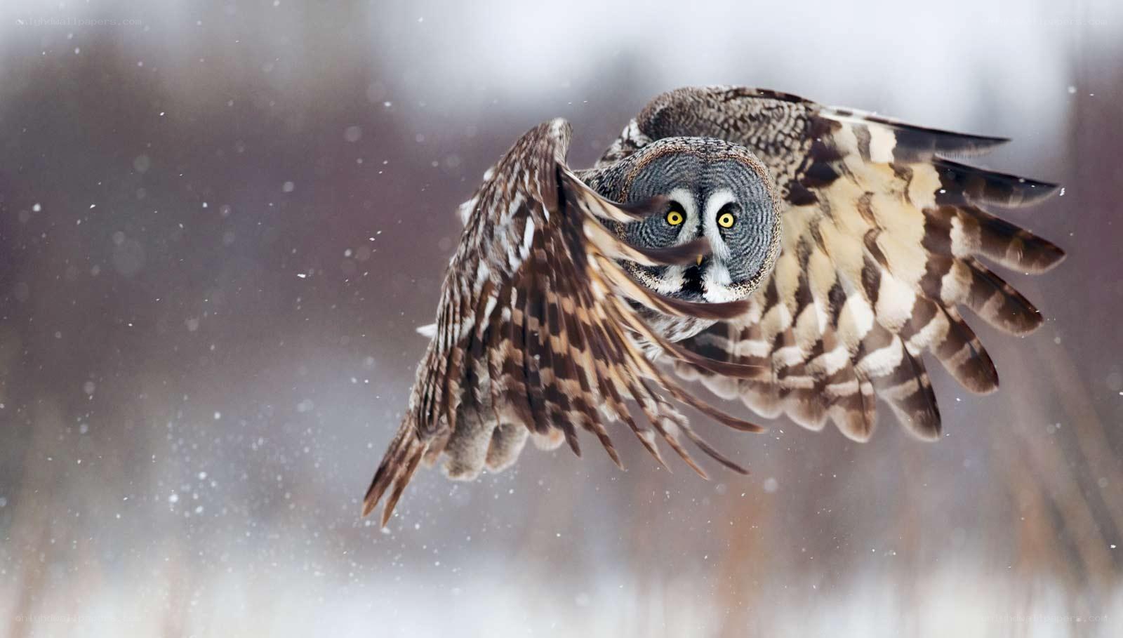 owl in flight during snow