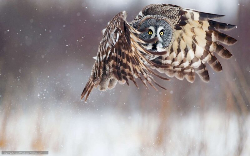 Owl in flight during snowfall