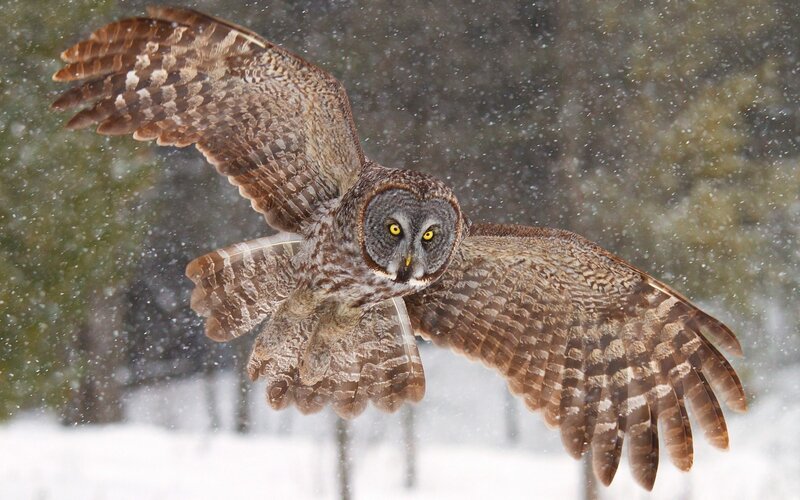 Owl in flight during snowstorm
