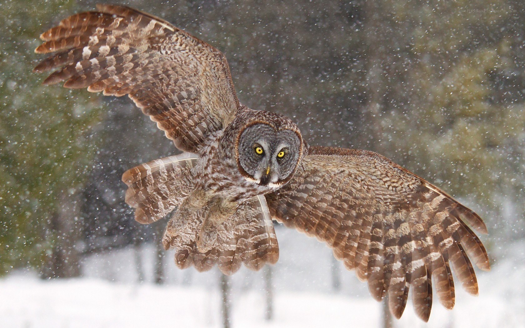 Owl in flight during snowstorm