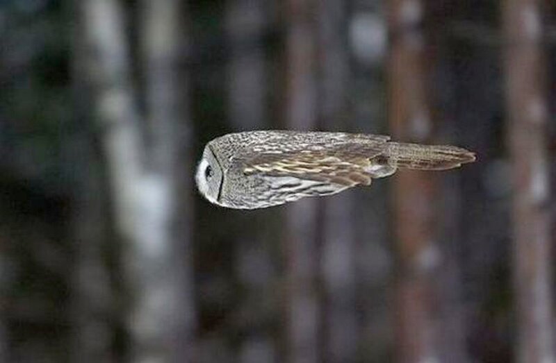 Owl in Flight — Gray, Calm
