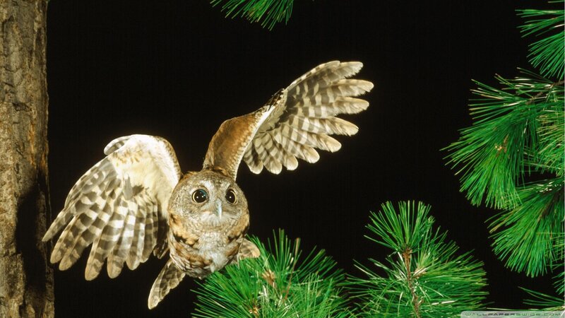 Owl in Flight — Green, Dramatic, Night, Photograph