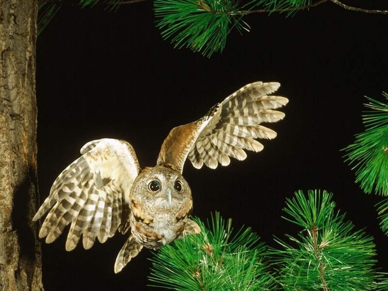 Owl in Flight — Green, Dramatic, Night, Photograph, Tree, Pine Branches