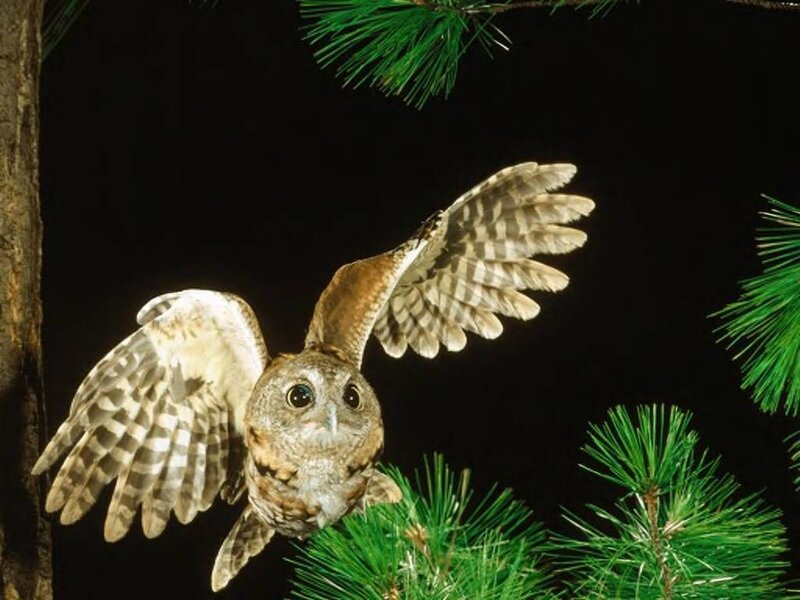Owl in Flight — Green, Dramatic, Night