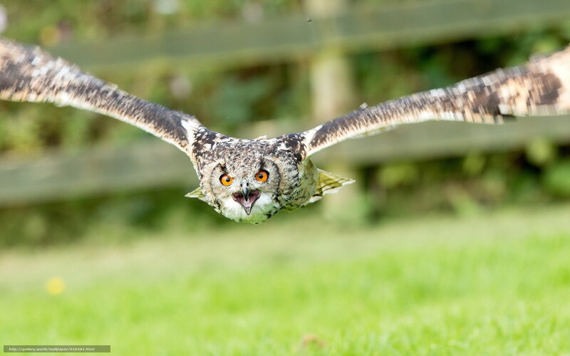 Owl in Flight — Green, Dynamic, Afternoon