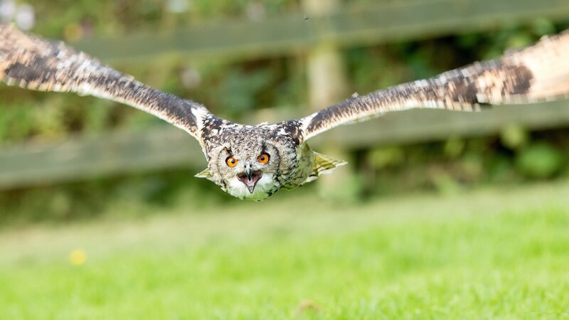 Owl in Flight — Green, Focused, Afternoon