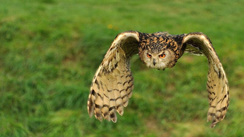 Owl in Flight — Green, Focused