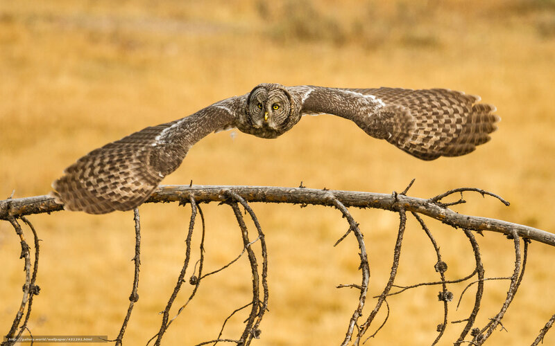 Owl in flight over a branch