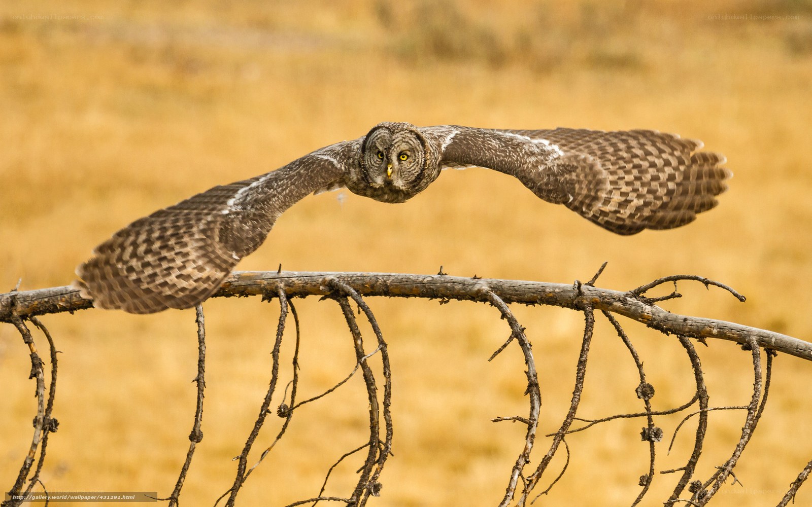 Owl in flight over a branch