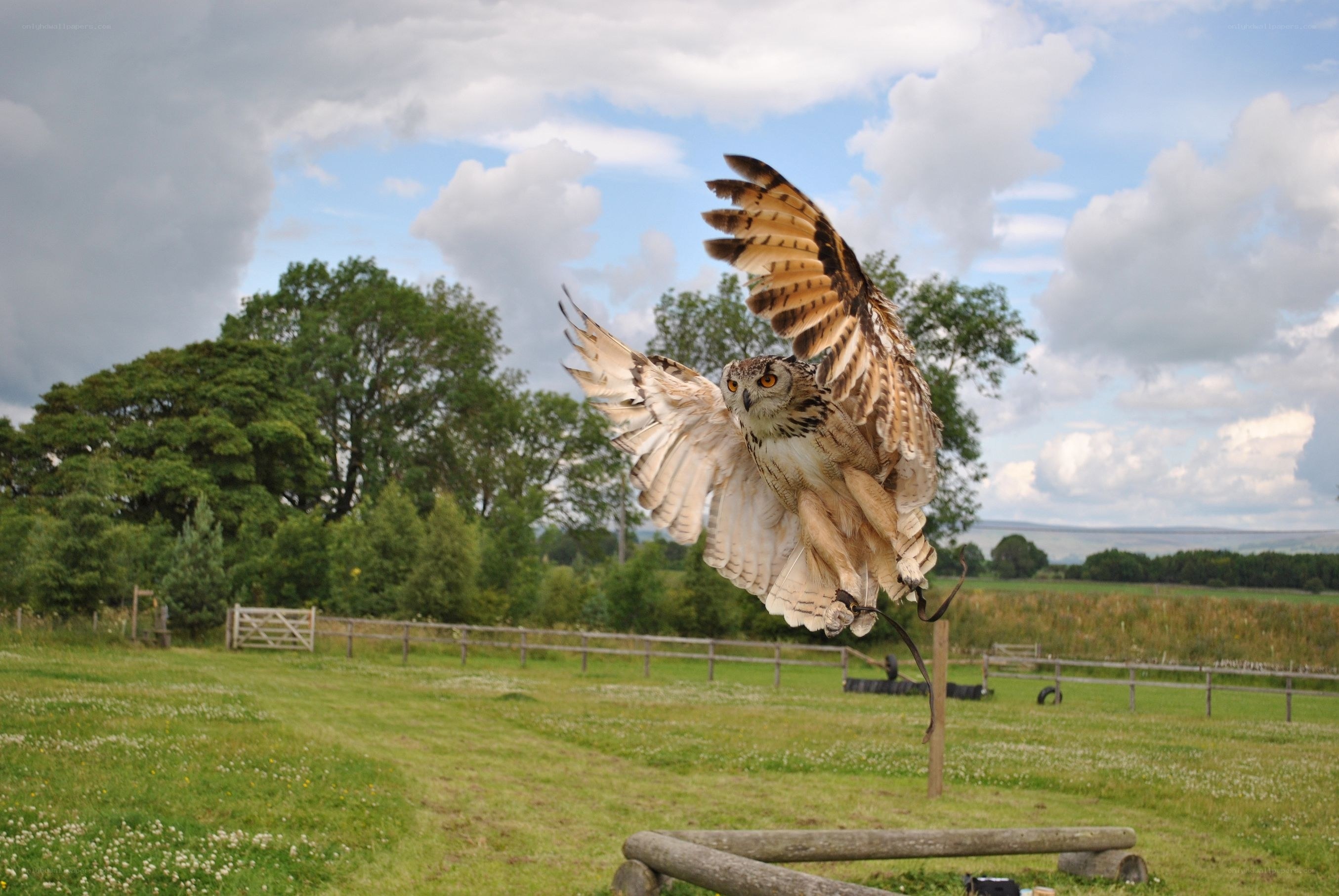 Owl in flight over a field
