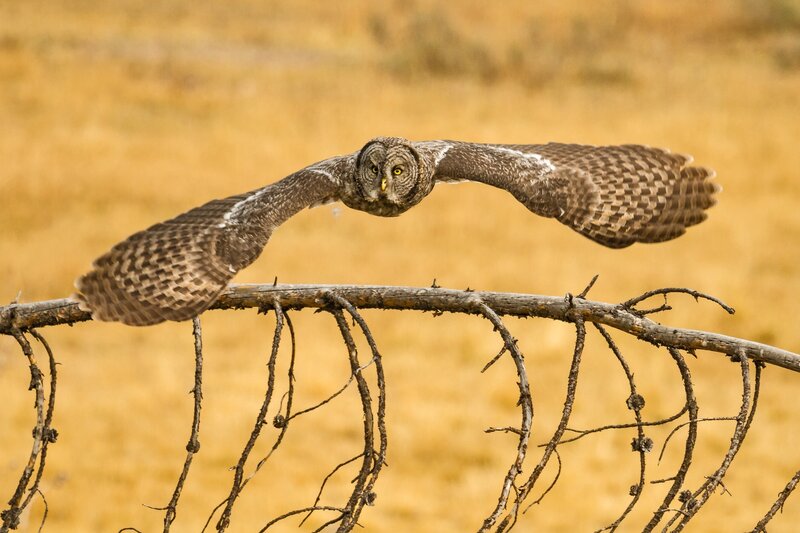 Owl in flight over branch