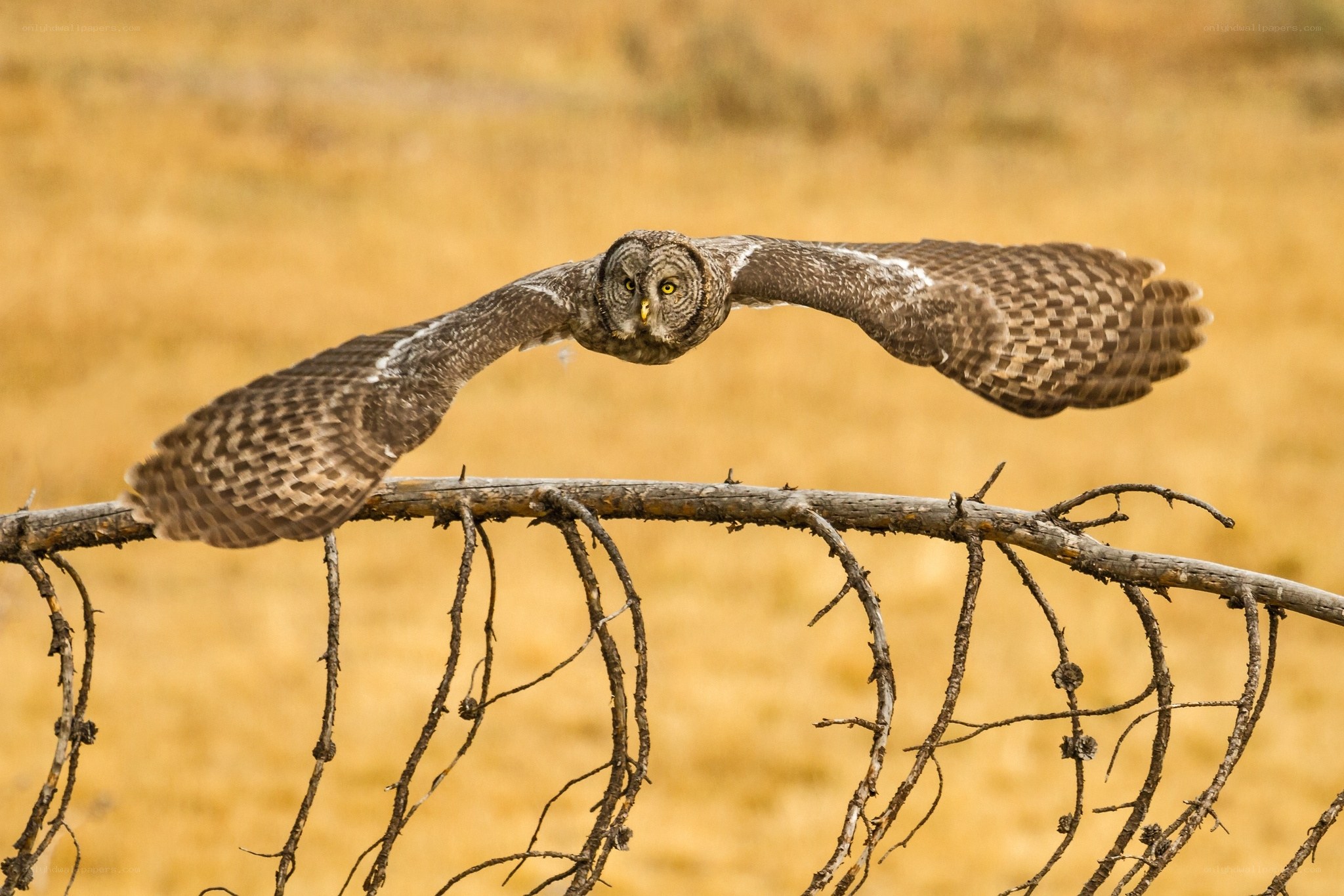 Owl in flight over branch