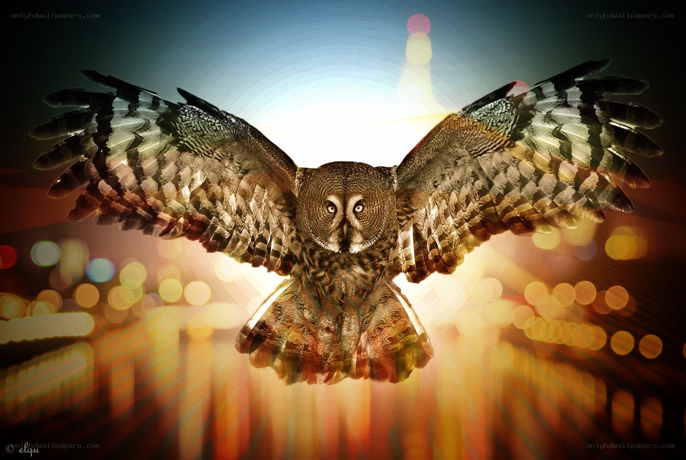 Owl in flight over city lights
