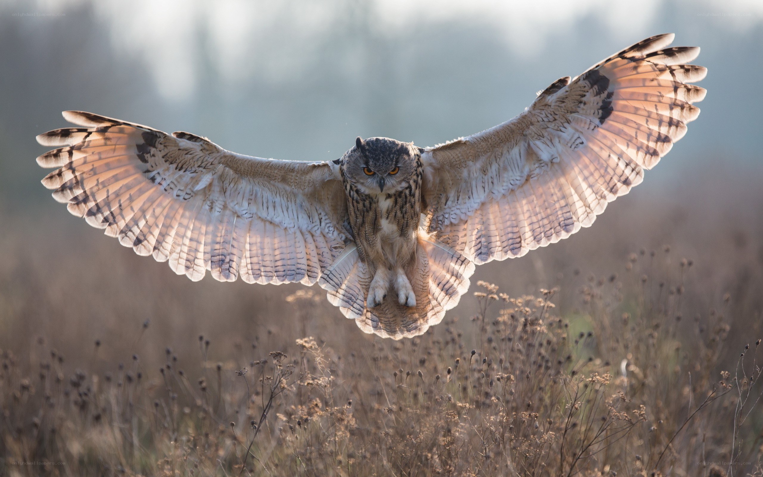 Owl in flight over field
