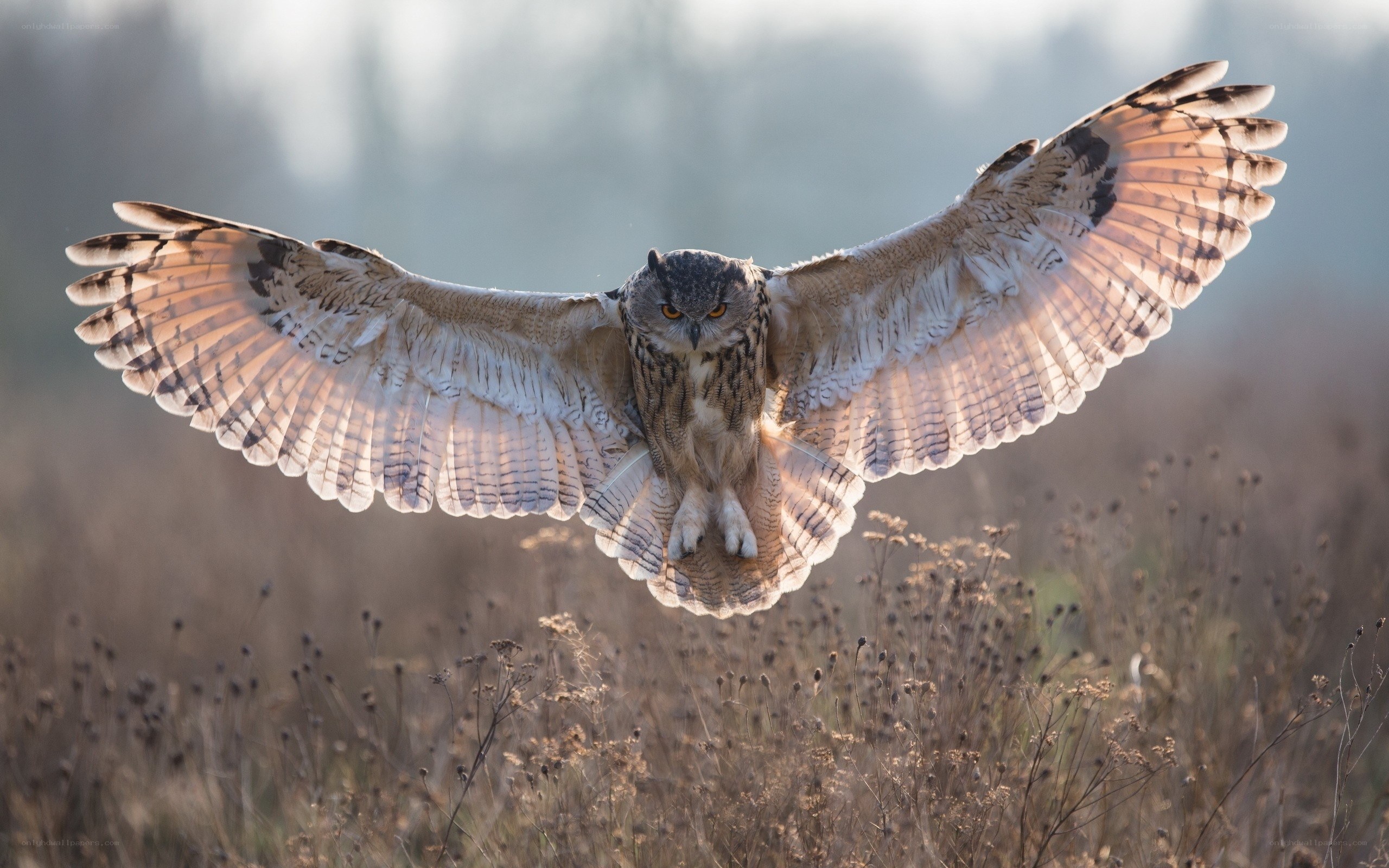 Owl in flight over field