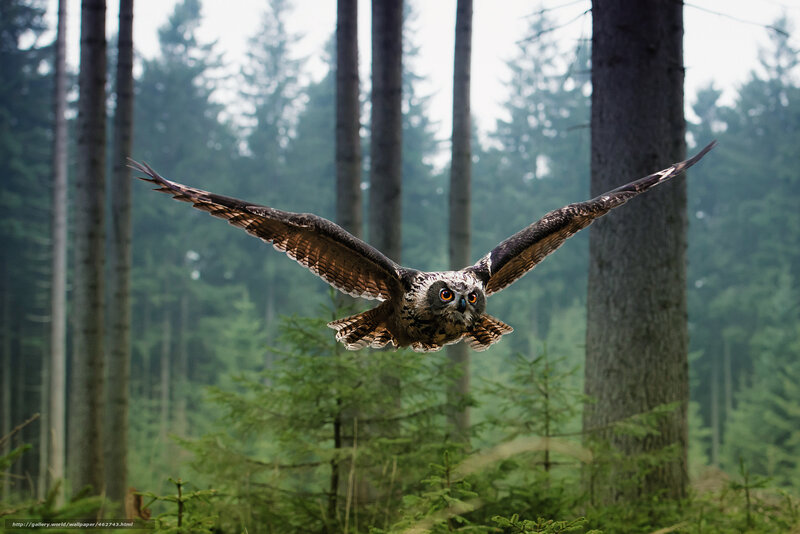 Owl in flight over forest