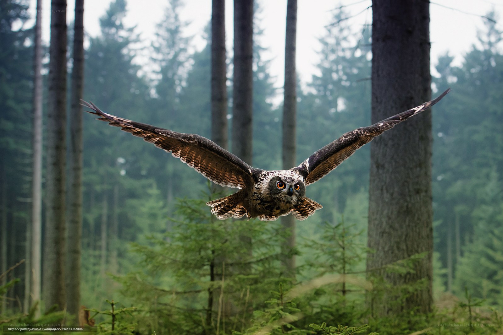 Owl in flight over forest