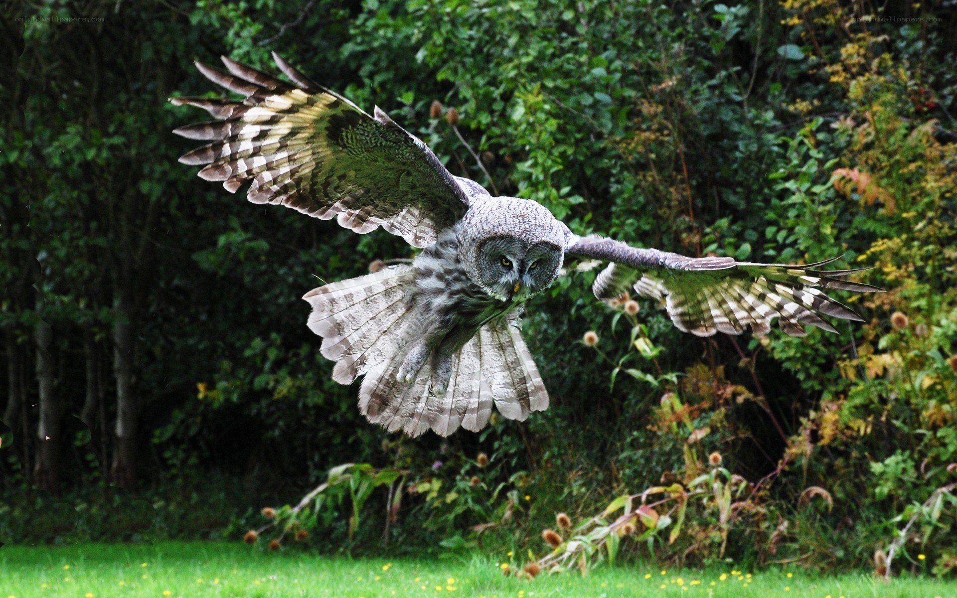 owl in flight over grass
