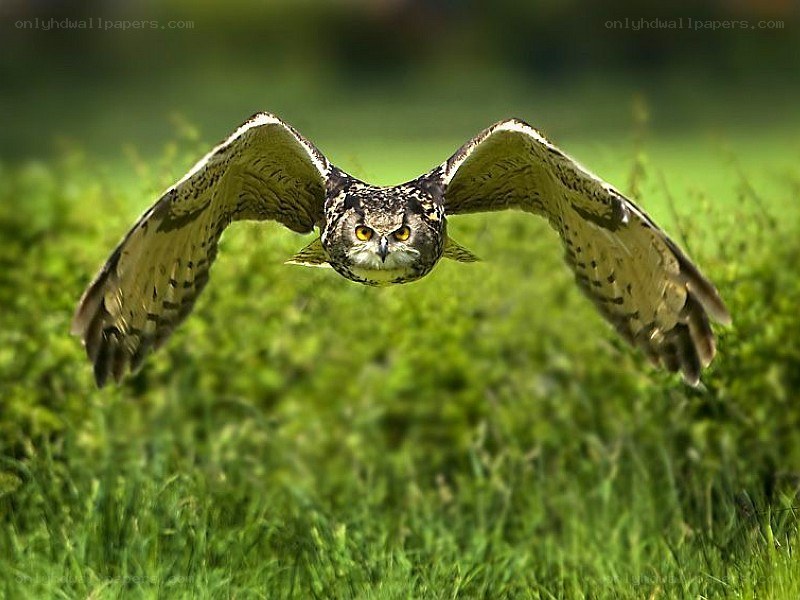 Owl in flight over grass