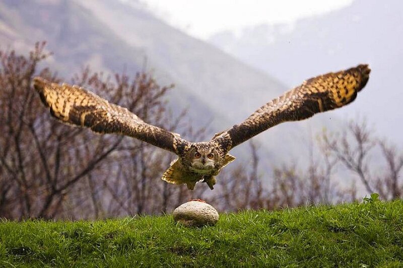 Owl in flight over grass