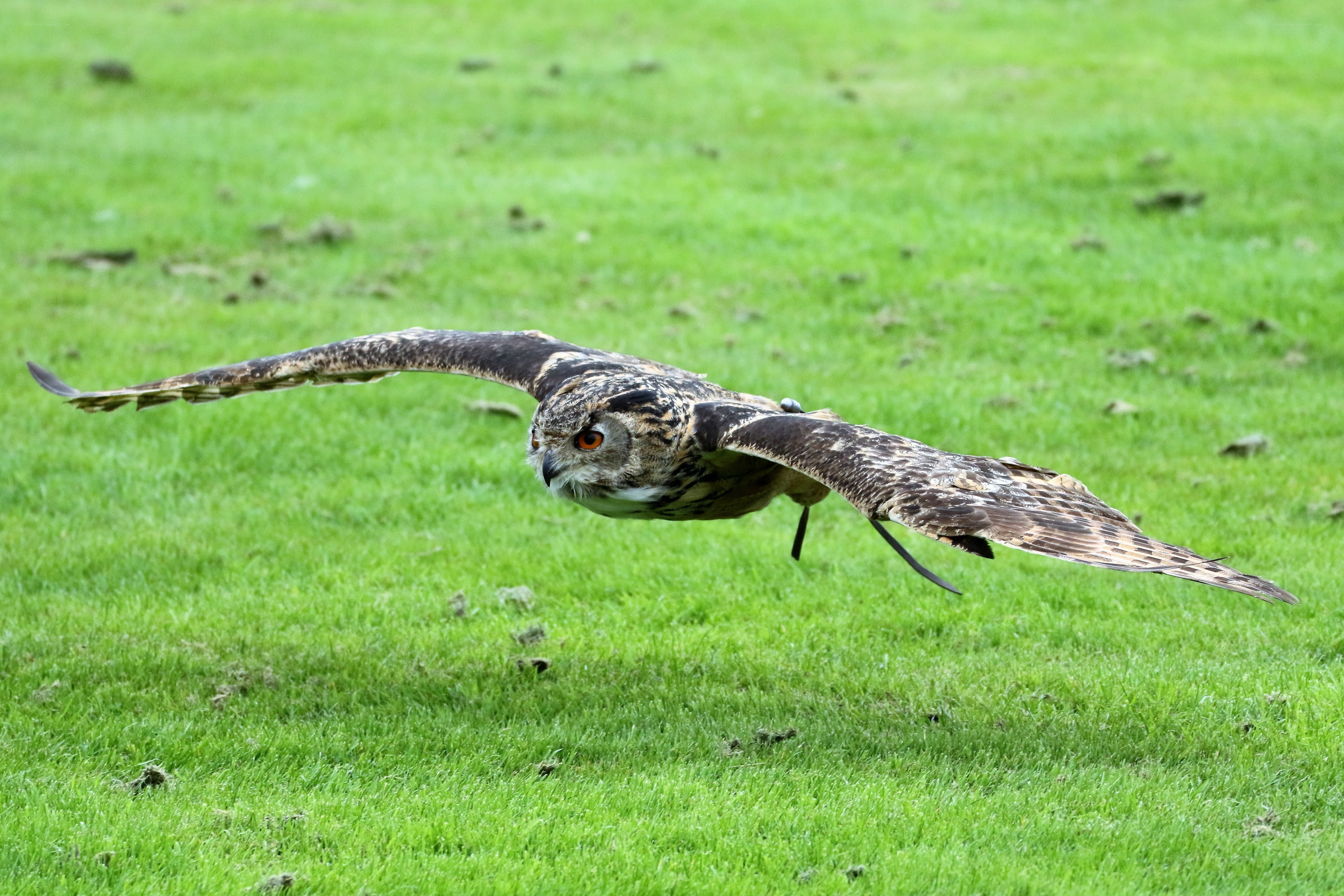Owl in flight over grass