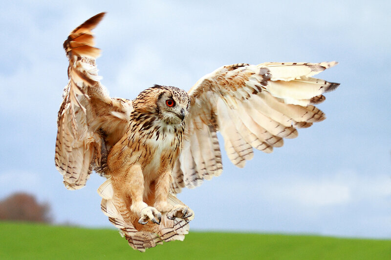 Owl in flight over green field