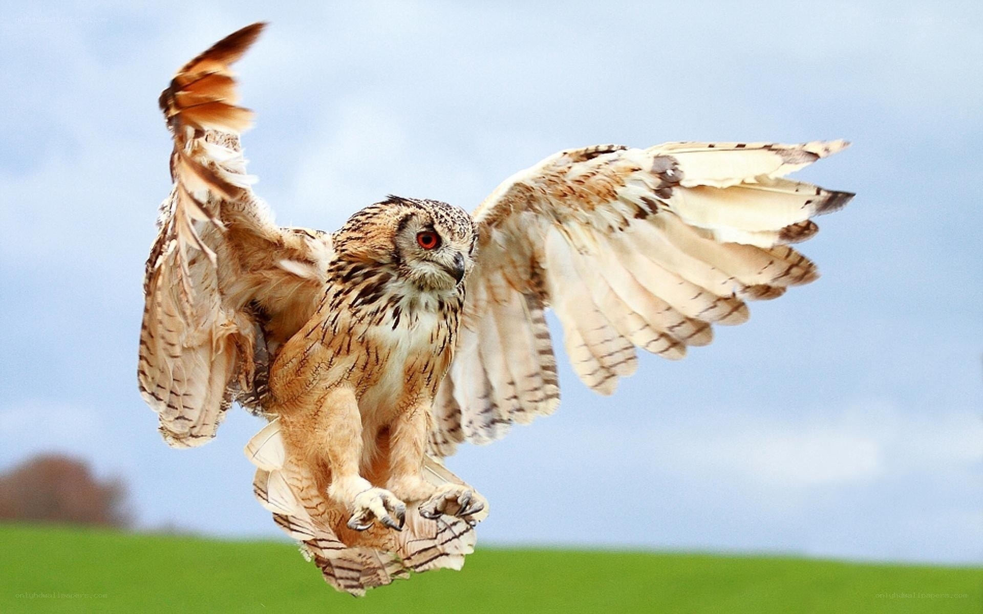 Owl in flight over green field