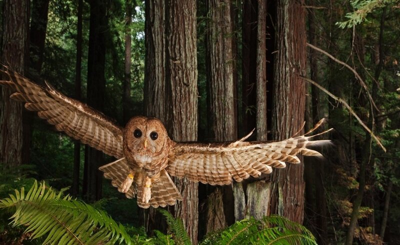 Owl in flight through forest