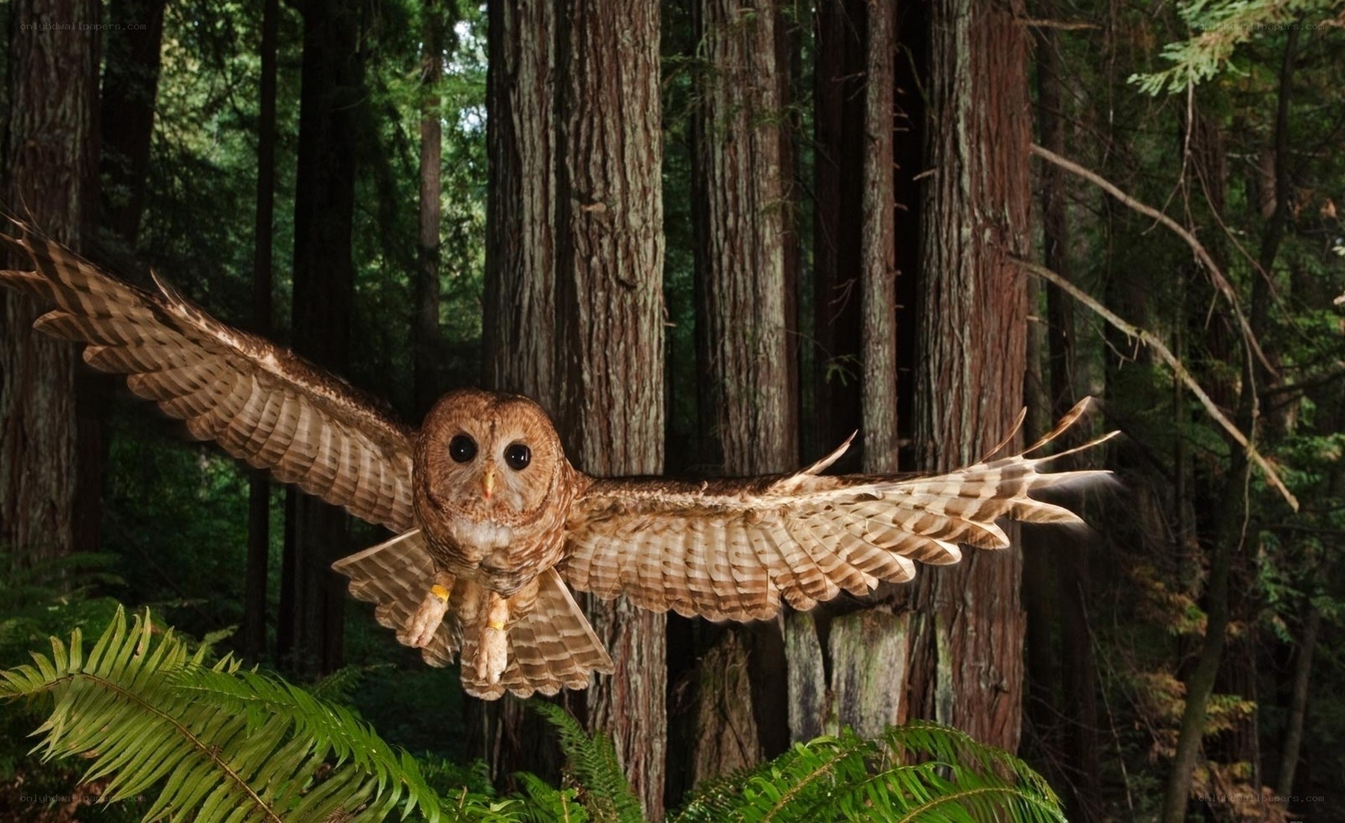 Owl in flight through forest