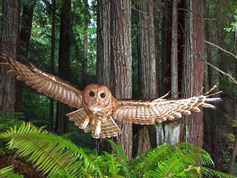 Owl in flight through forest