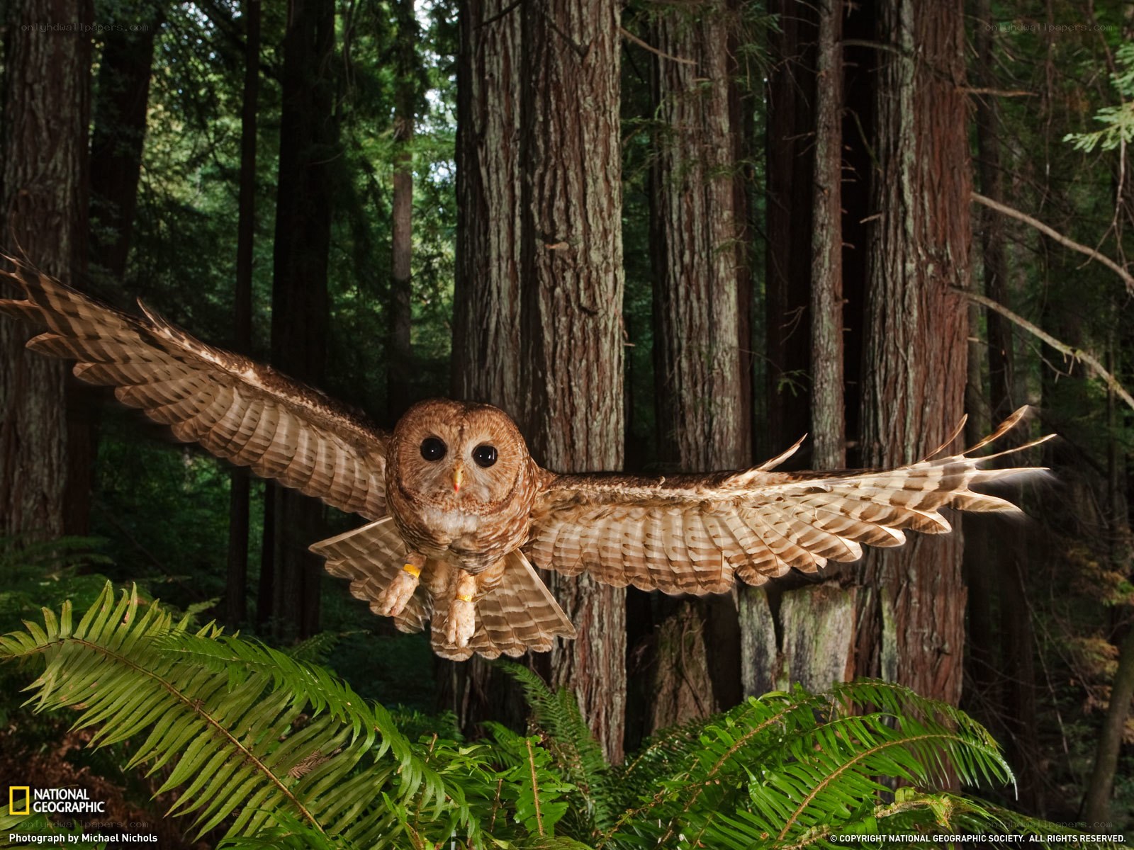Owl in flight through forest