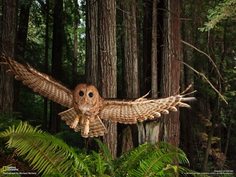 Owl in flight through redwoods