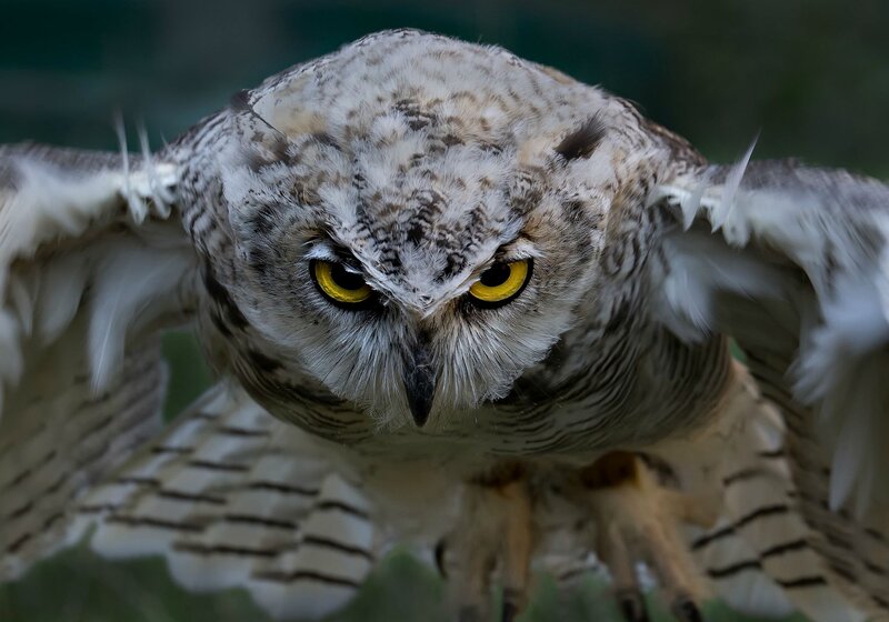Owl in Flight — White, Intense