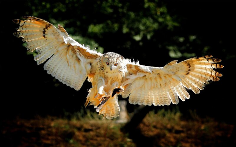 Owl in Flight — White