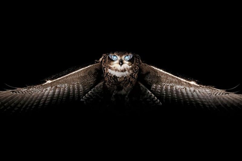Owl in flight with glowing eyes