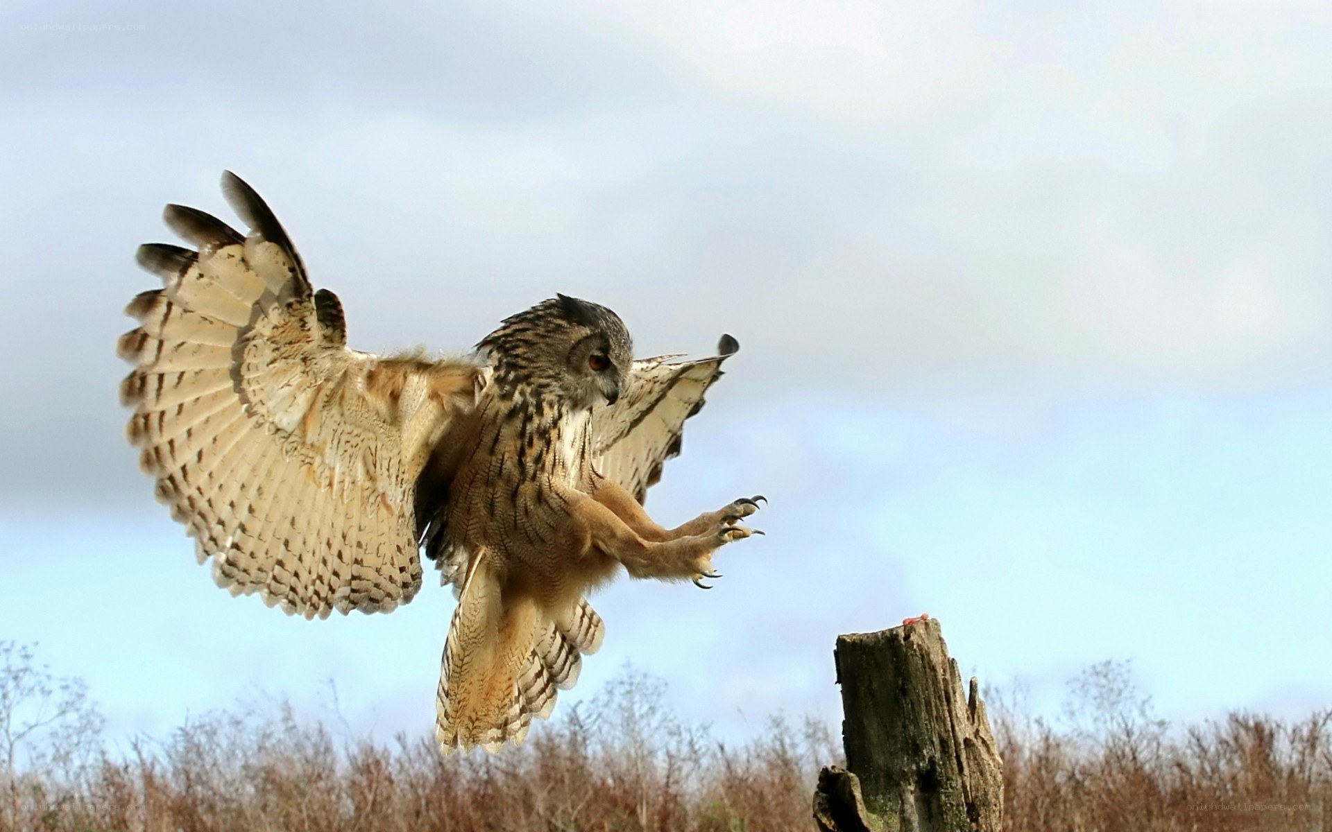 Owl in flight with outstretched wings