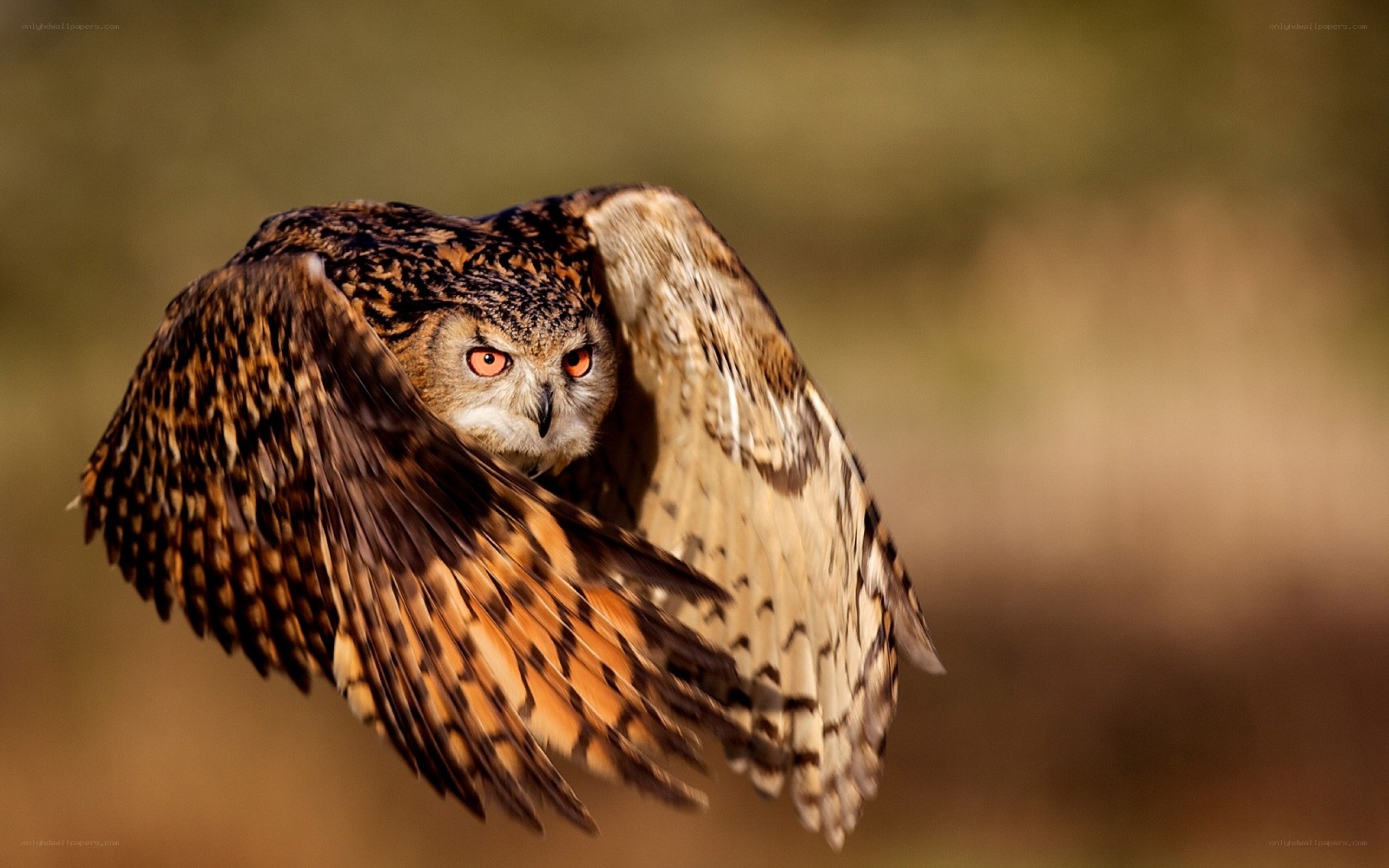 Owl in flight with outstretched wings