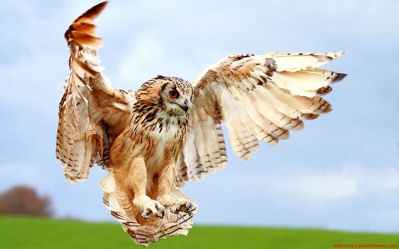 Owl in flight with spread wings