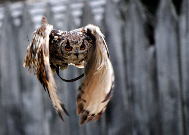 Owl in flight with wings spread