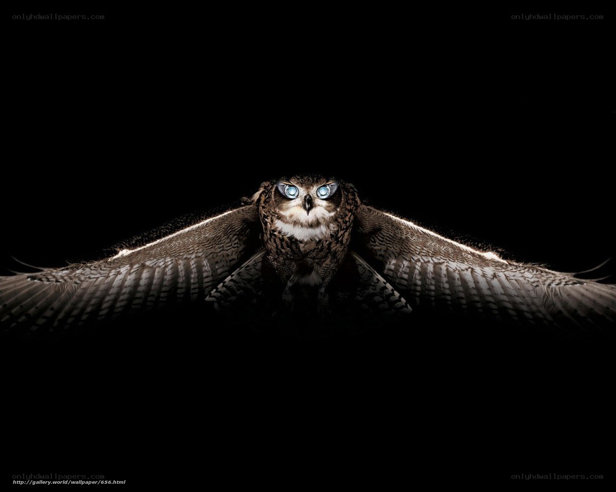Owl in Flight
