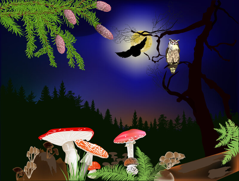 Owl in Forest at Night