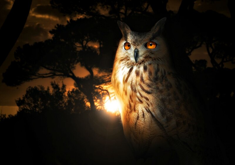 Owl in Forest — Brown