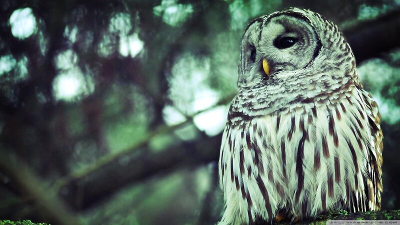 owl in forest setting