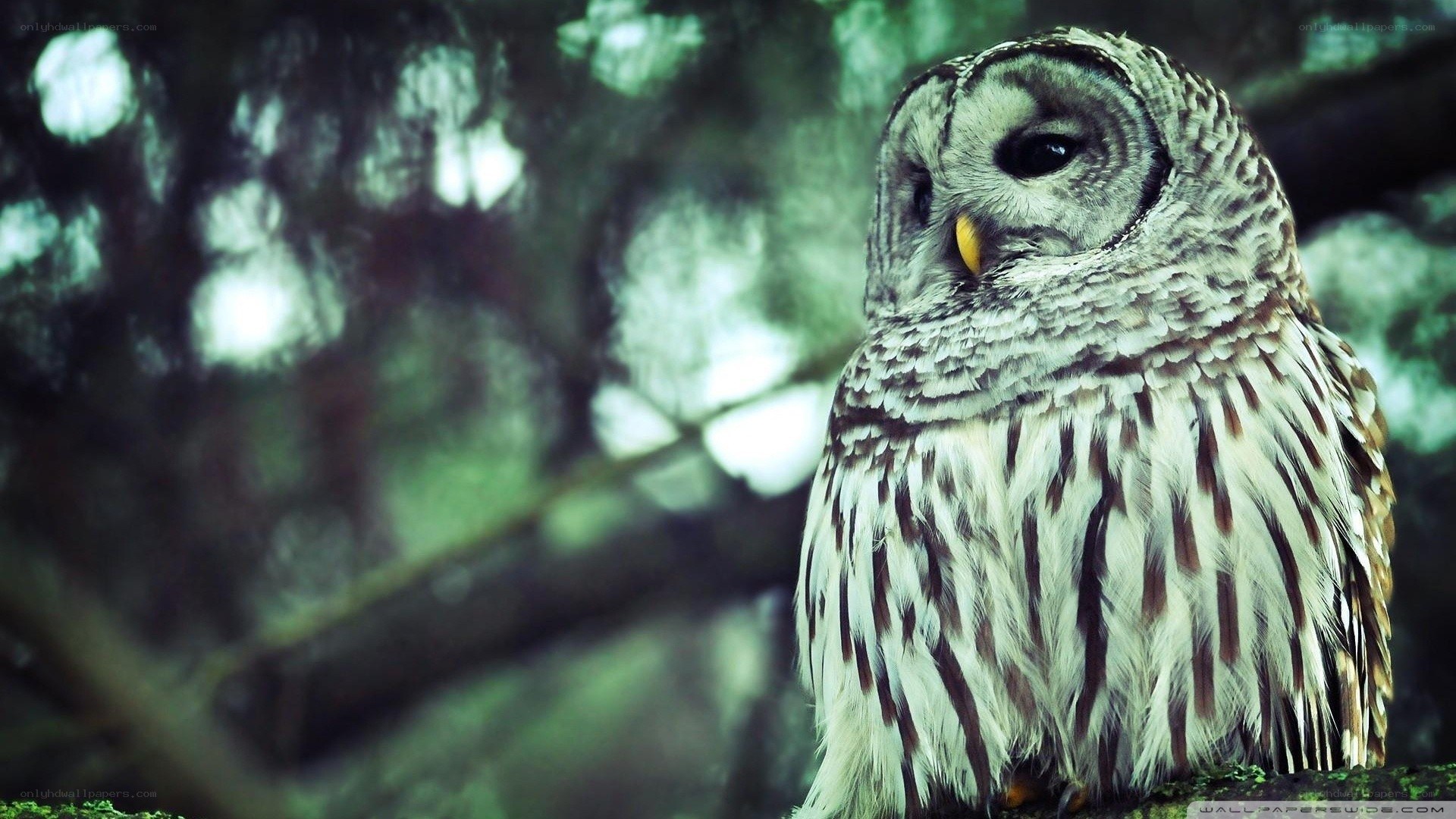 owl in forest setting
