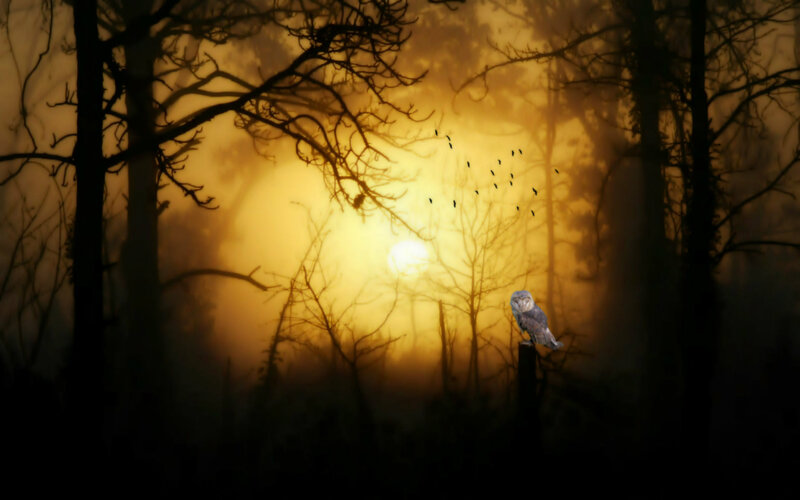 Owl in Forest