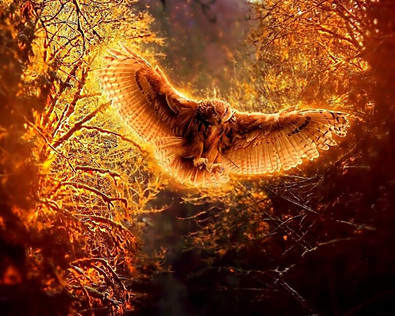 Owl in golden forest